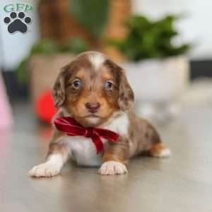 Jake, Dachshund Puppy